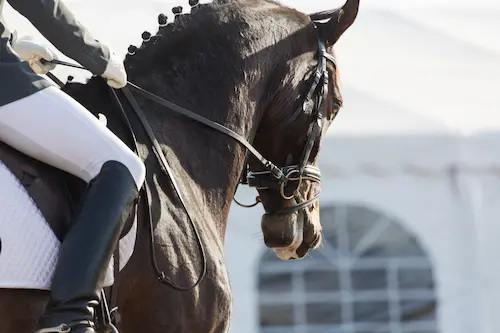 Acquérir un cheval doit être un acte réfléchi.