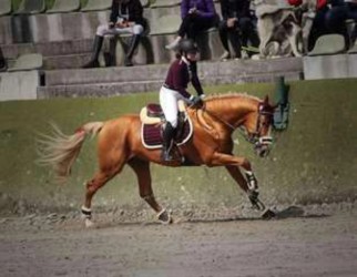 photo de A donner Cheval de sport allemand 11 ans