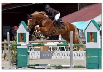 photo de A donner Cheval de sport allemand 11 ans