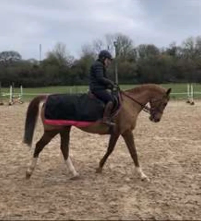 Donne mon cheval selle Français, en bonne santé