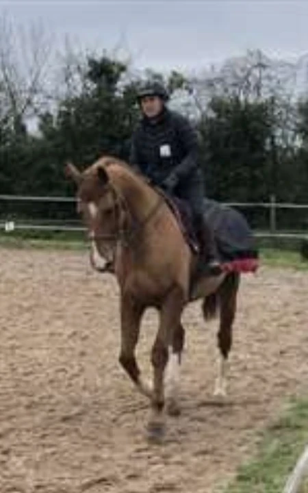 Don de mon cheval selle Français adorable