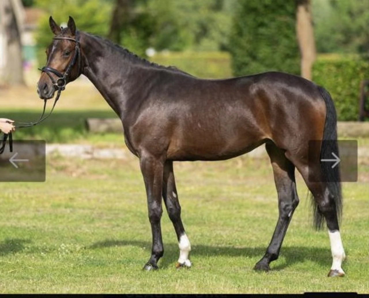 Classic Girl en image de fond