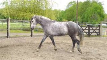 photo de Hongre Cruzado 11 ans cheval de loisir à donner