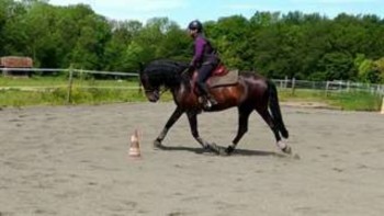photo de Donne pure Race Espagnole très gentil