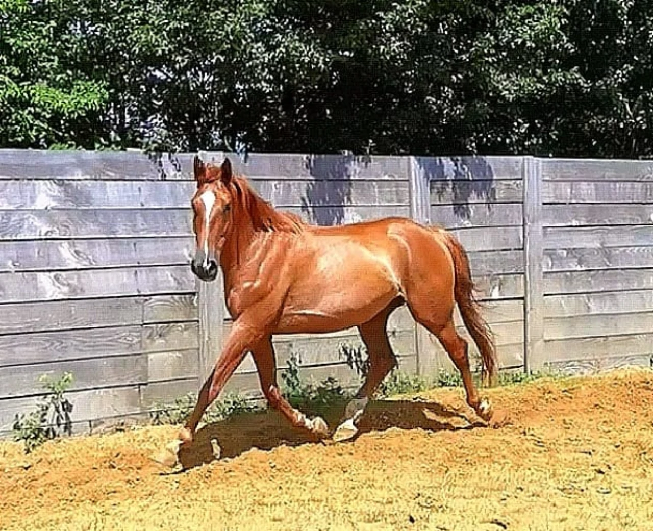 Il Kraque de l'Isop