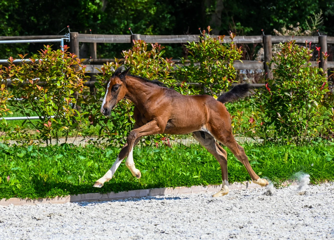 OCALA DE WELLI