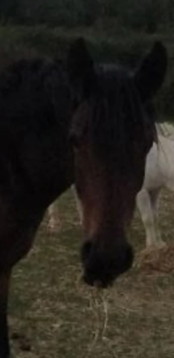 N.  en image de fond