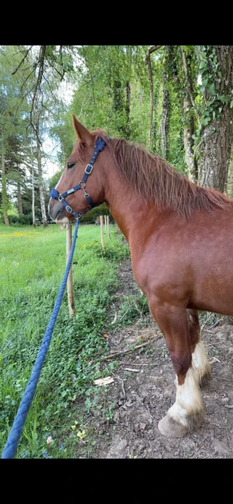 Muscade 3  en image de fond