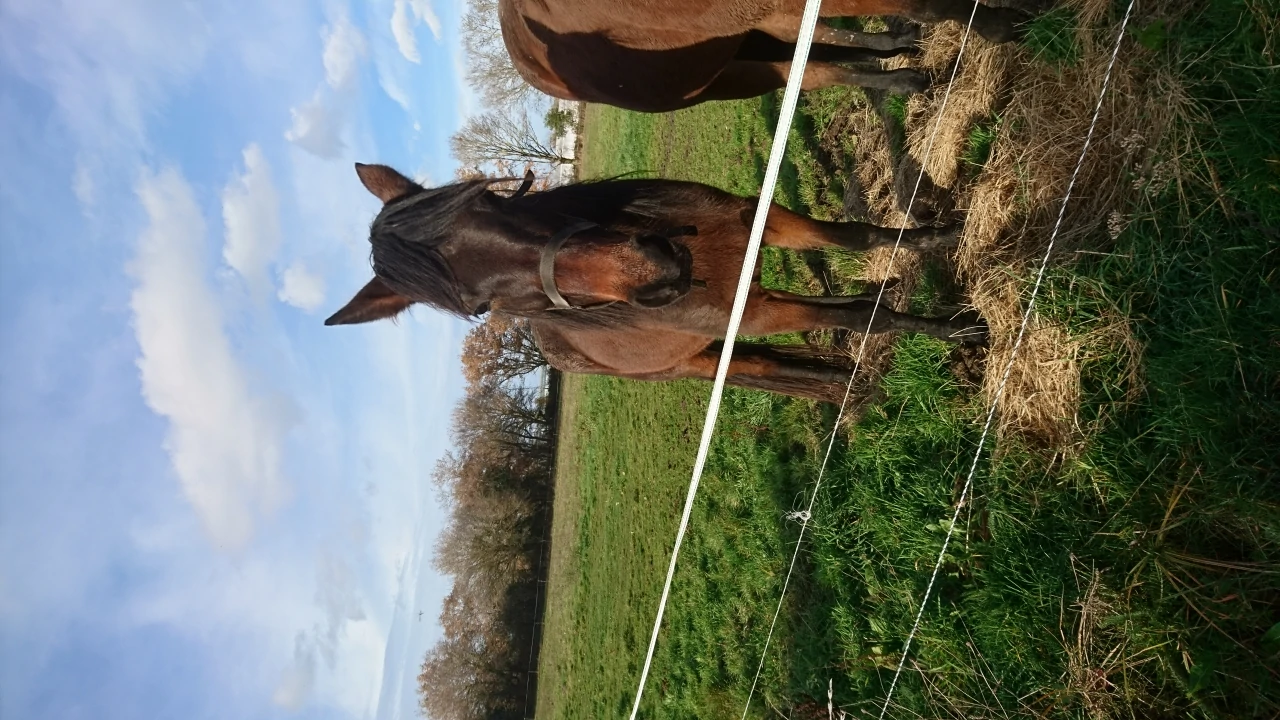 Milie de Sem  en image de fond