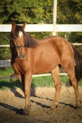 photo de LAGUN DE LIXKETA