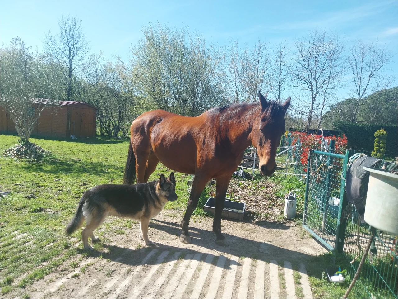 Pensée de Pascade dit fifille 