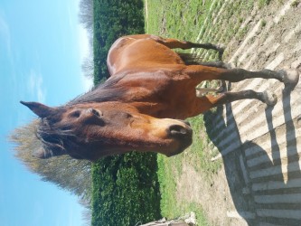 photo de Pensée de Pascade dit fifille