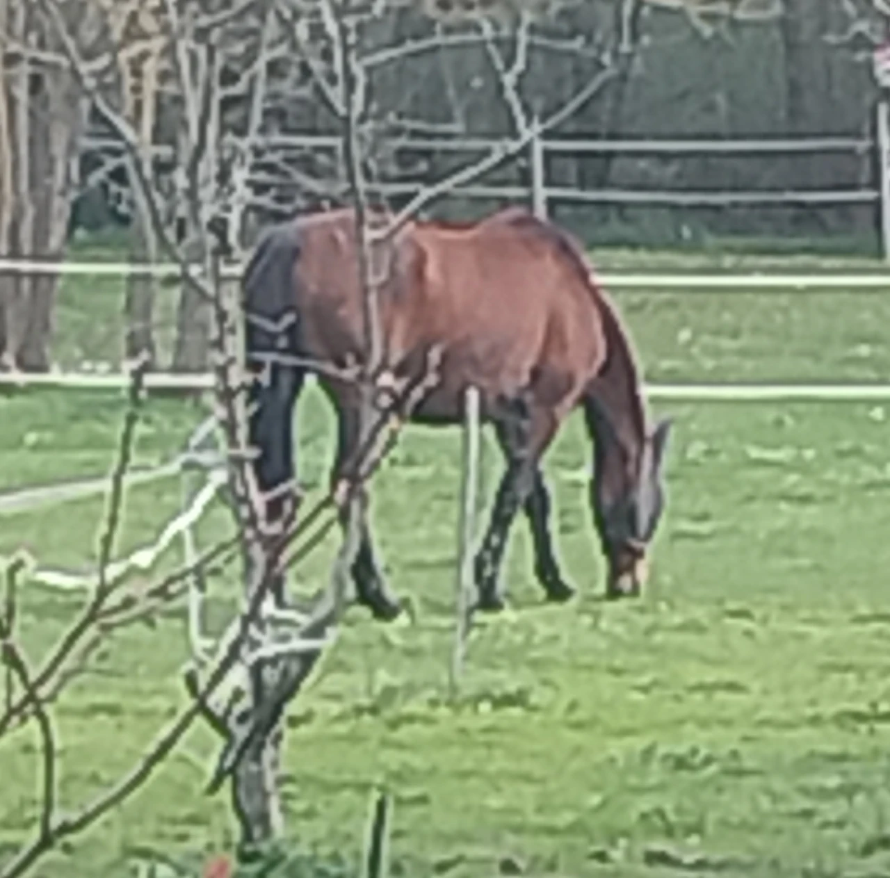 Pensée de Pascade dit fifille 