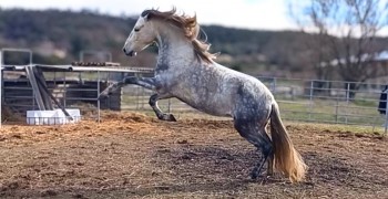 photo de Jericho du Bonheur