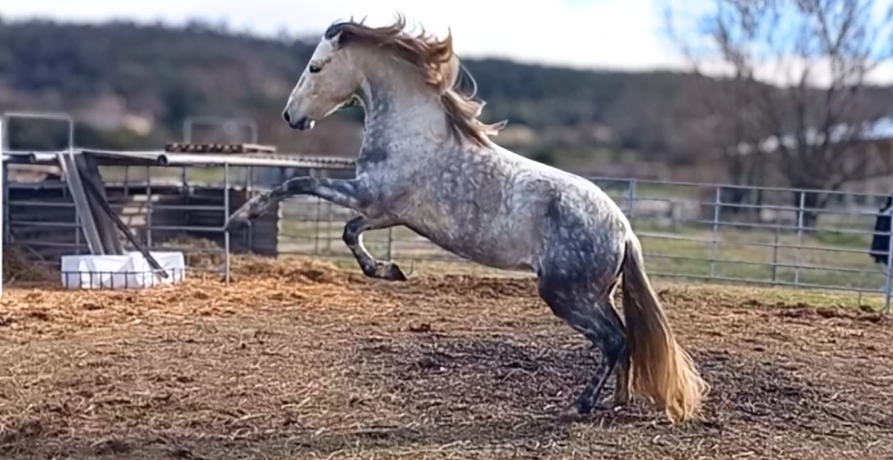 Jericho du Bonheur  en image de fond