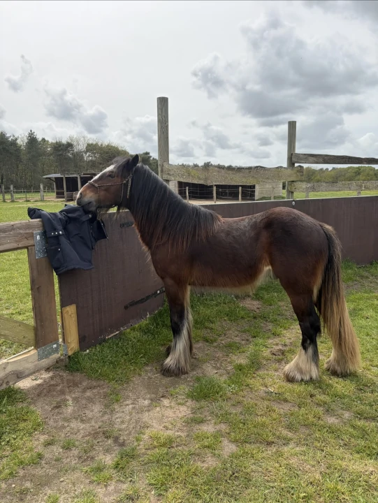 Orion  en image de fond