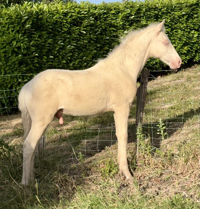 Quantum Doudou 